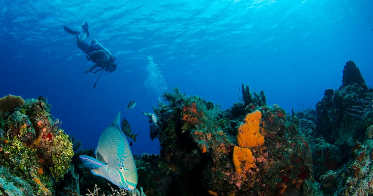 Diver exploring colourful reef in clear Ionian Sea waters off Corfu